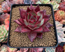 Echeveria Agavoides 'Red Ebony' 3" Succulent Plant