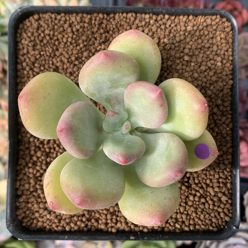 Pachyphytum 'Doctor Cornelius' 2" Succulent Plant