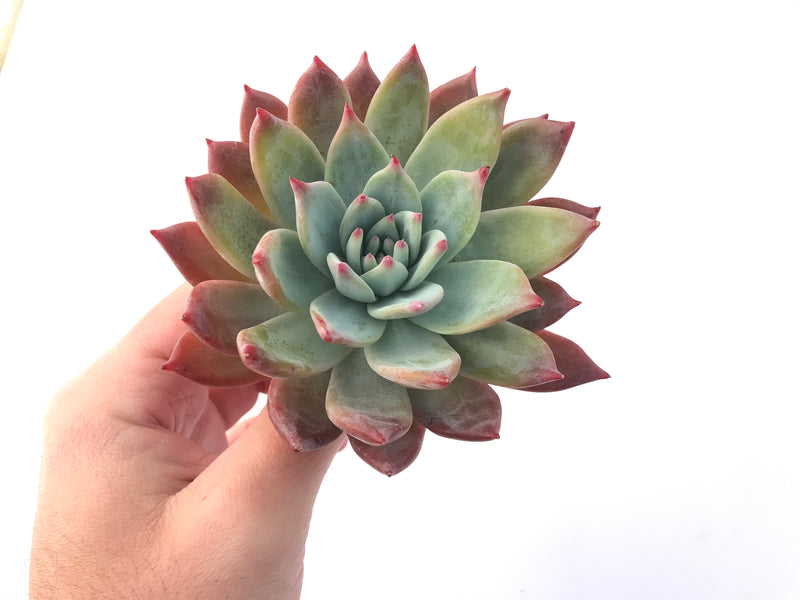 Echeveria 'Colorata Brandtii' 4" Succulent Plant