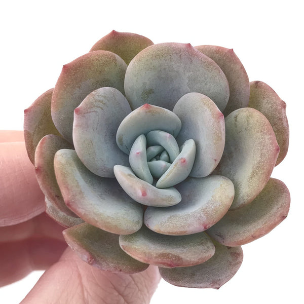 Echeveria 'Icy Purple' 1"-2" Powdery Succulent Plant