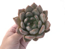 Echeveria 'Zenith' 5" Extra Large Succulent Plant