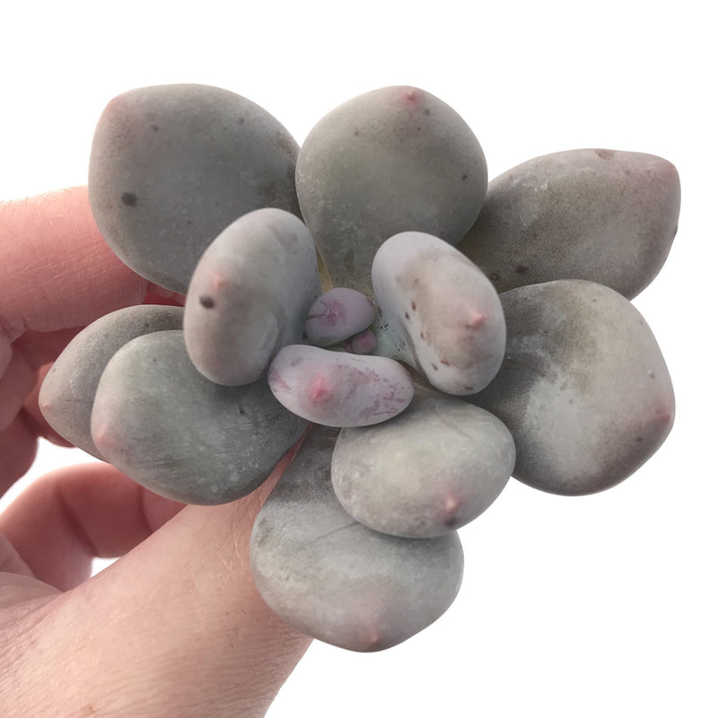 Pachyveria 'Beauty' 2" Powdery Succulent Plant