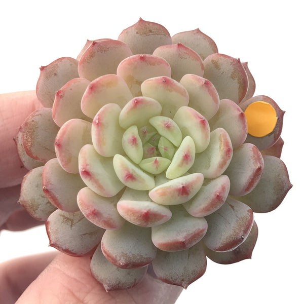 Echeveria 'White Farm' 1"-2" New Hybrid Succulent Plant