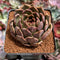 Echeveria 'Black Queen' Hybrid 3" Succulent Plant