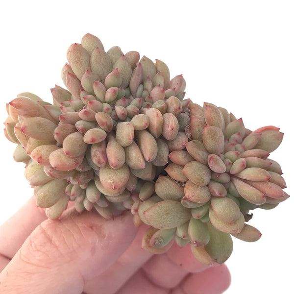 Echeveria 'Ariel' Crested Cluster 2"-3" Succulent Plant