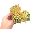 Echeveria Agavoides 'Golden Glow' Cluster 6"+ Rare Succulent Plant