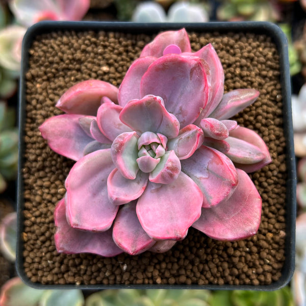 Graptoveria 'Mrs. Richards' Variegated 2" Succulent Plant