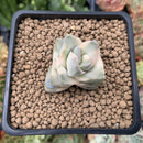 Crassula 'Moonglow' Variegated 1" Succulent Plant