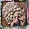 Echeveria 'Ariel' Crested Cluster 3" Succulent Plant