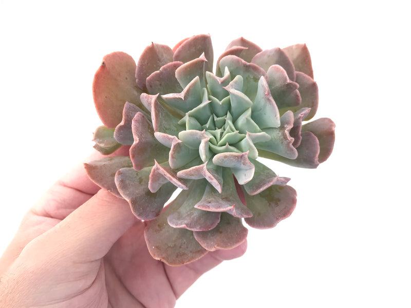 Echeveria 'Swan Lake' 3"-4" Succulent Plant