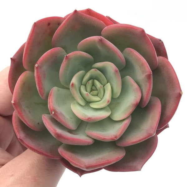 Echeveria ‘Patrisia’ 4” Rare Succulent Plant