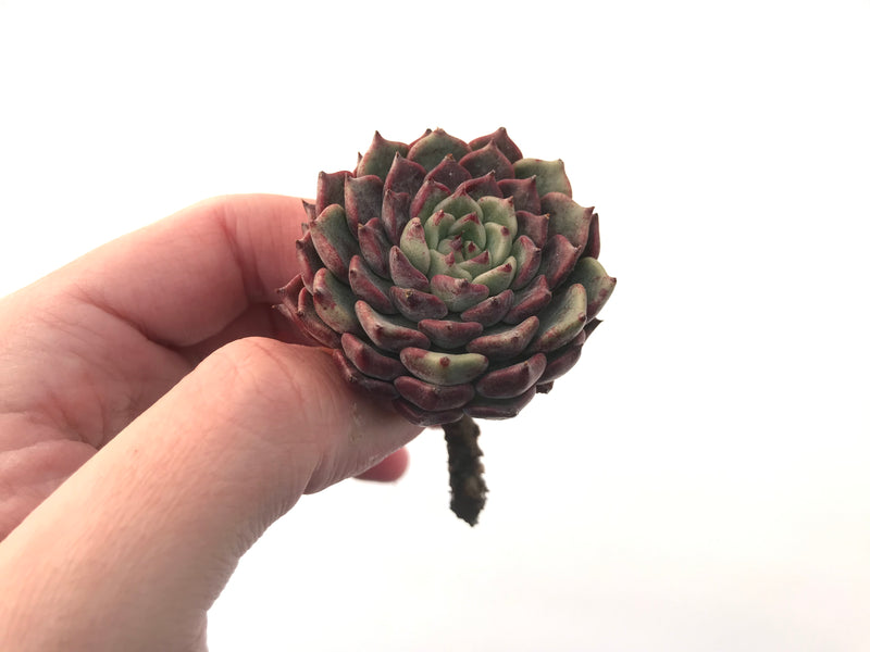 Echeveria 'Sarahime' 2" Succulent Plant