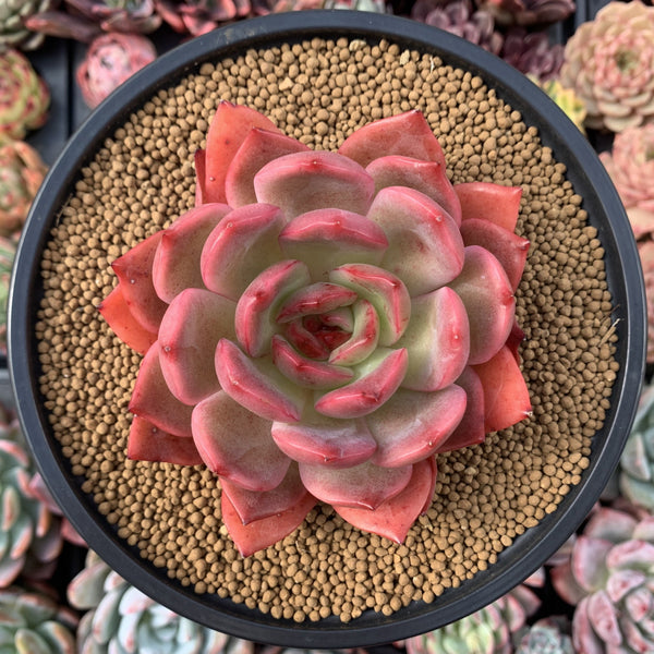 Echeveria Agavoides 'Glam Pink' 5" Succulent Plant