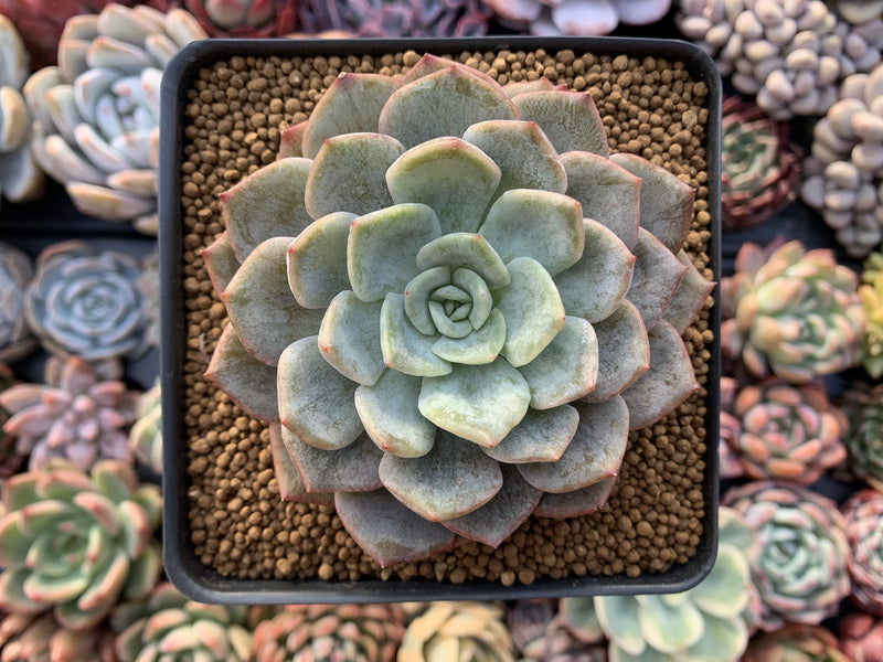 Echeveria 'Fiona' Variegated 3" Succulent Plant