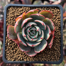 Echeveria 'Amistar' 2" Succulent Plant