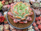 Echeveria 'Star Mark' Extra Large 6" Powdery Succulent Plant