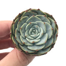 Echeveria 'Mont Blanc' 3" Succulent Plant