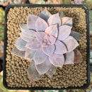 Quetzalcoatlia 'Pentandra Superba' Variegated 3" Succulent Plant (Formerly Graptopetalum 'Pentandrum Superbum' Variegated)