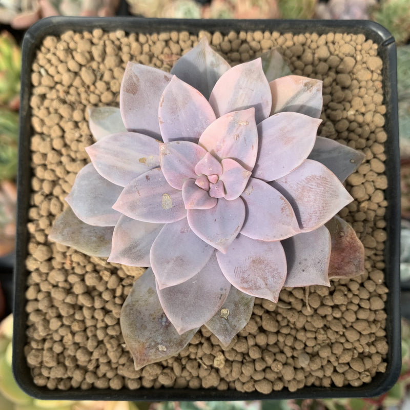 Quetzalcoatlia 'Pentandra Superba' Variegated 3" Succulent Plant (Formerly Graptopetalum 'Pentandrum Superbum' Variegated)