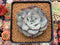 Echeveria 'Peach Cream' 4" Powdery Succulent Plant