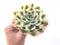 Echeveria 'Compton Carousel' Variegated 5" Succulent Plant