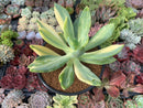 Pachyveria 'Cypress' Variegated 4" Succulent Plant