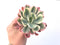 Echeveria 'Secunda' Variegated 4"-5" Succulent Plant