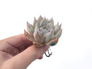 Echeveria 'Larega' Powdery 2" Succulent Plant