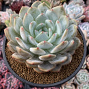 Echeveria 'Orange Monroe' 5” Powdery Succulent Plant