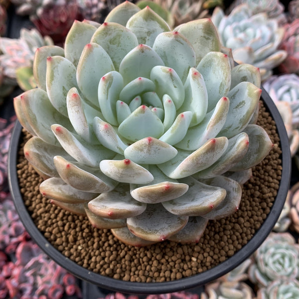 Echeveria 'Orange Monroe' 5” Powdery Succulent Plant