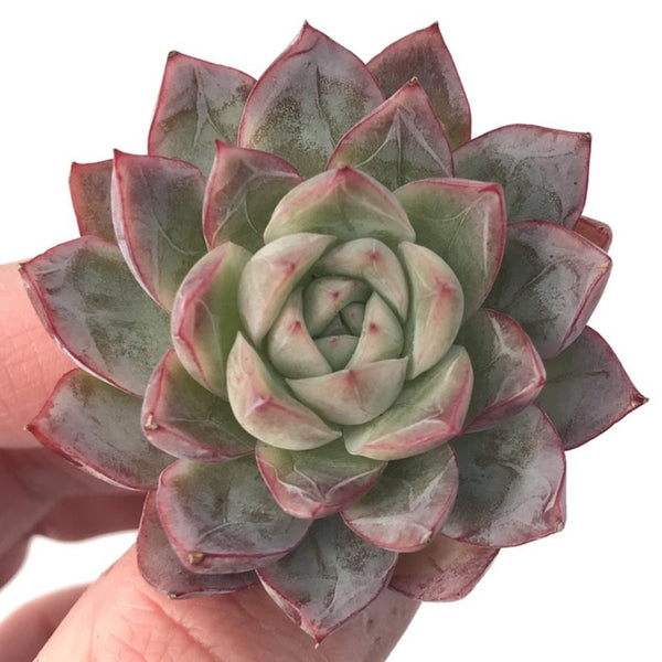 Echeveria 'Spicy Queen' 1" Succulent Plant