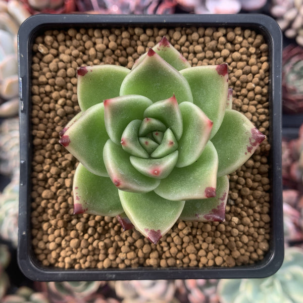 Echeveria Agavoides 'Kobane' 2" Succulent Plant