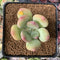 Pachyphytum 'Doctor Cornelius' 2" Succulent Plant