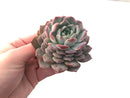 Echeveria 'Amazing Grace' 4" Succulent Plant