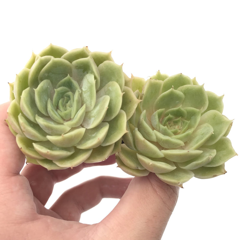 Echeveria 'Onslow' Cluster 1"-2" Rare Succulent Plant