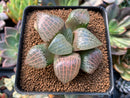 Haworthia Comptoniana 'Crystal' 3"-4" Wide Leaf Succulent Plant