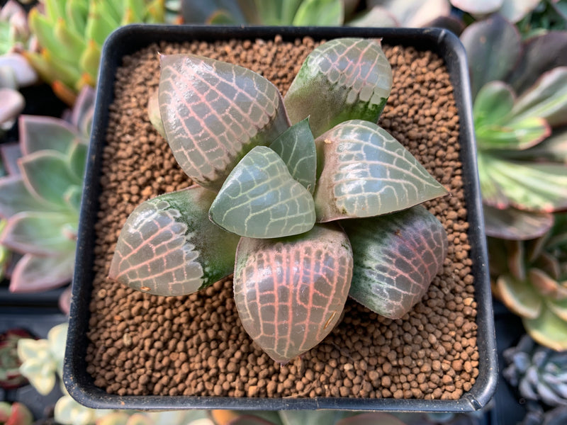 Haworthia Comptoniana 'Crystal' 3"-4" Wide Leaf Succulent Plant