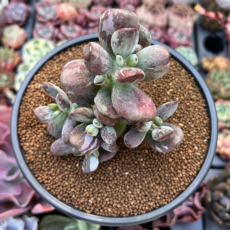 Cotyleydon Orbiculata Var. 'Hoppi' Variegated 3" Succulent Plant