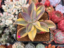 Graptoveria 'Fred Ives' Variegated 3" Succulent Plant