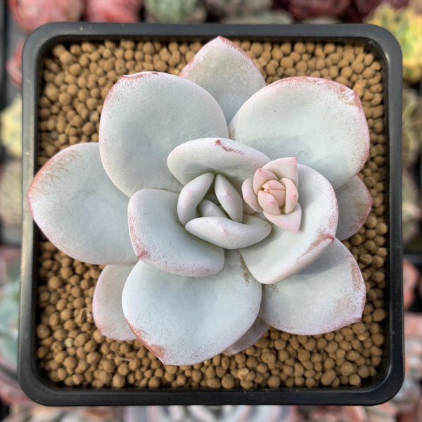 Echeveria 'Laui' 2" Powdery Succulent Plant