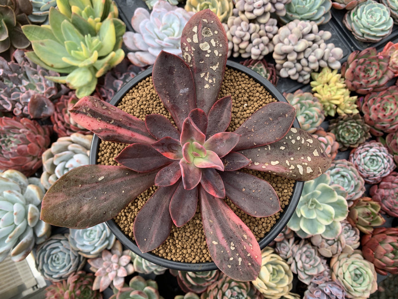 Echeveria 'Hanaikada' Variegated 5" Succulent Plant