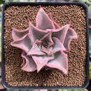 Echeveria 'Madiba' 2" Succulent Plant