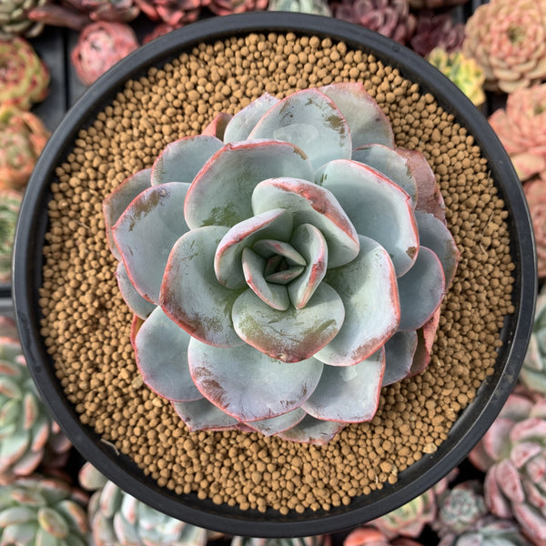 Echeveria 'Brinks Blue' 3" Succulent Plant