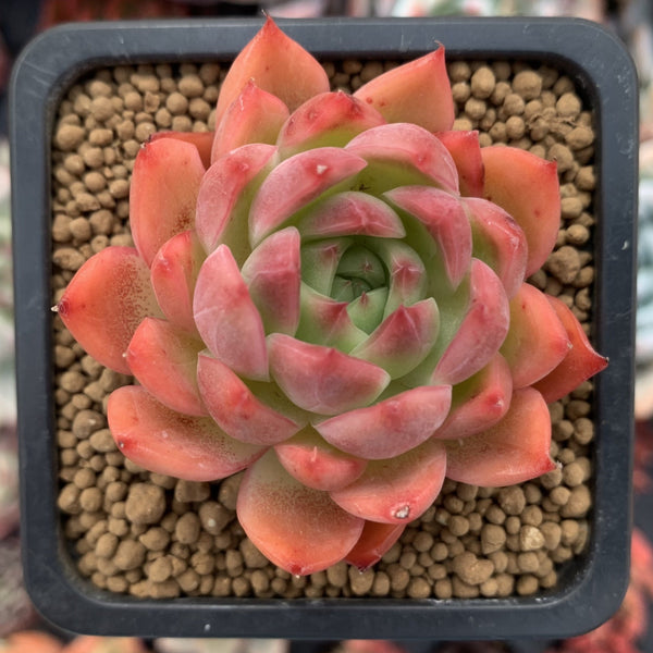 Echeveria Agavoides 'Angela Star' 3" Succulent Plant