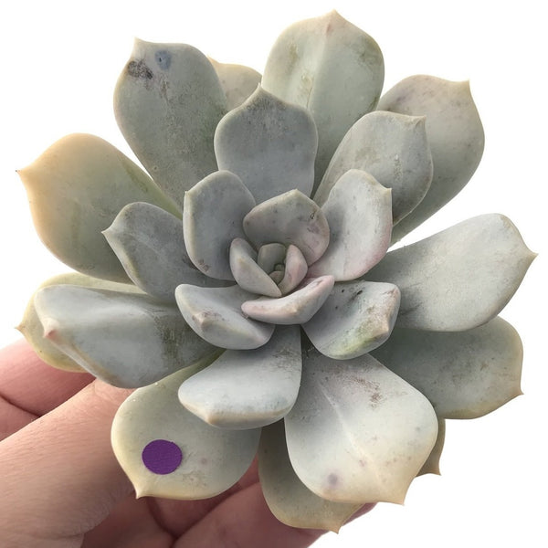 Echeveria 'Tiramisu' 3" Powdery Succulent Plant