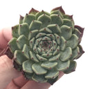 Echeveria 'Sarahime' 2" Rare Succulent Plant