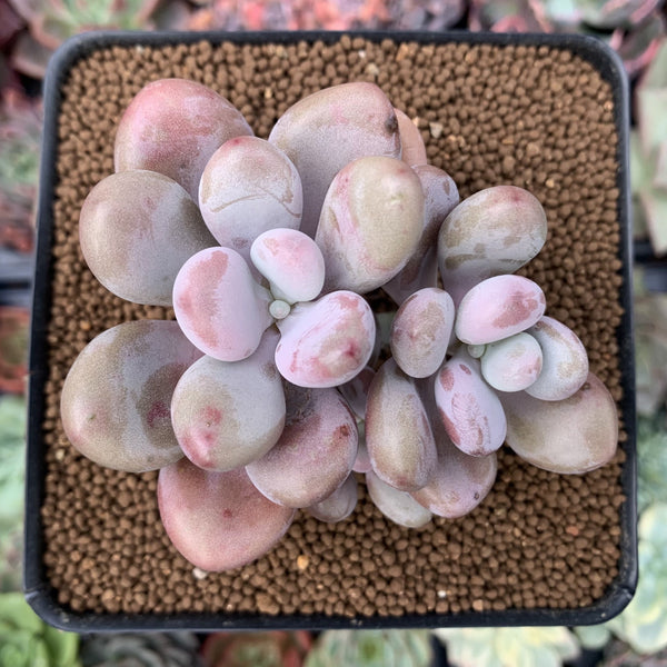 Graptopetalum 'Amethystinum' 2" Succulent Plant