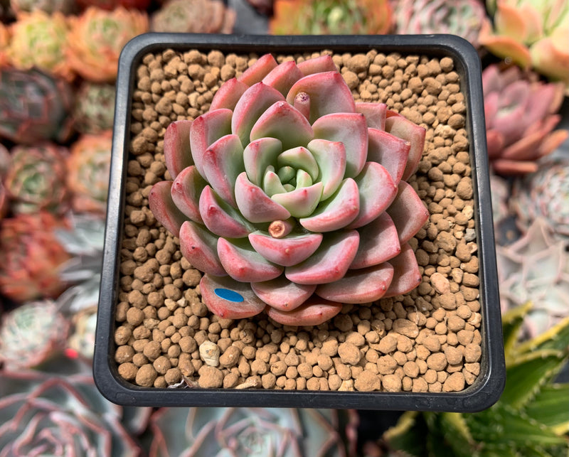 Echeveria 'Blood Spirit' 2" Succulent Plant