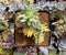 Sedum 'Morganium' Variegated 3"-4" Cluster Succulent Plant