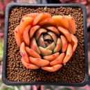 Echeveria 'Apple' 2" Succulent Plant